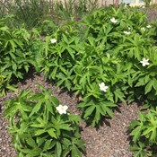 Showtuin Aartselaar Anemone Showtuin rreac04 Publiek Aartselaar Anemone